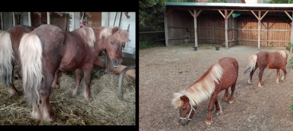 Zwei kleine Ponyhengste gerettet