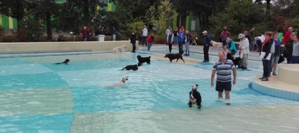 Hundebadetag am Sonntag, 24.09.2017