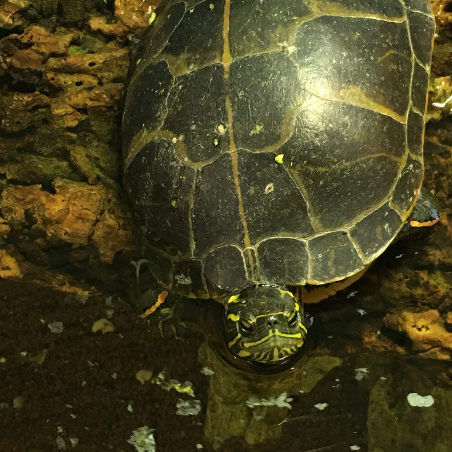 Panzi