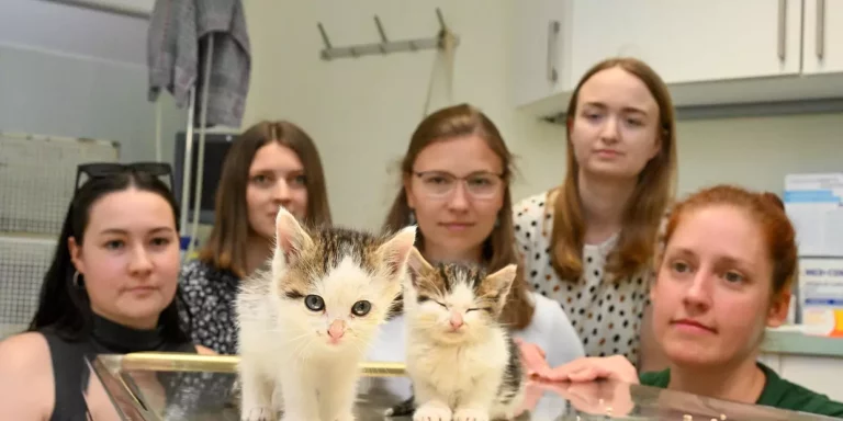 Katzenkampagne im Fränkischen Tag