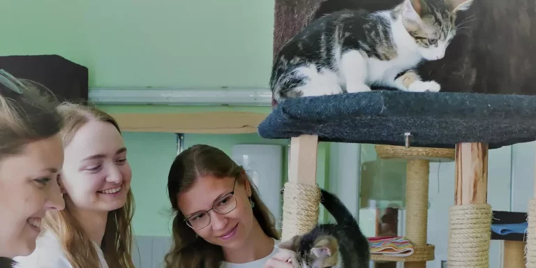 Sommerfest im Zeichen des Katzenschutzes