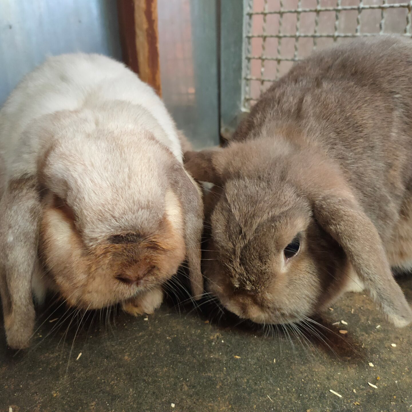 Hatschi & Blair