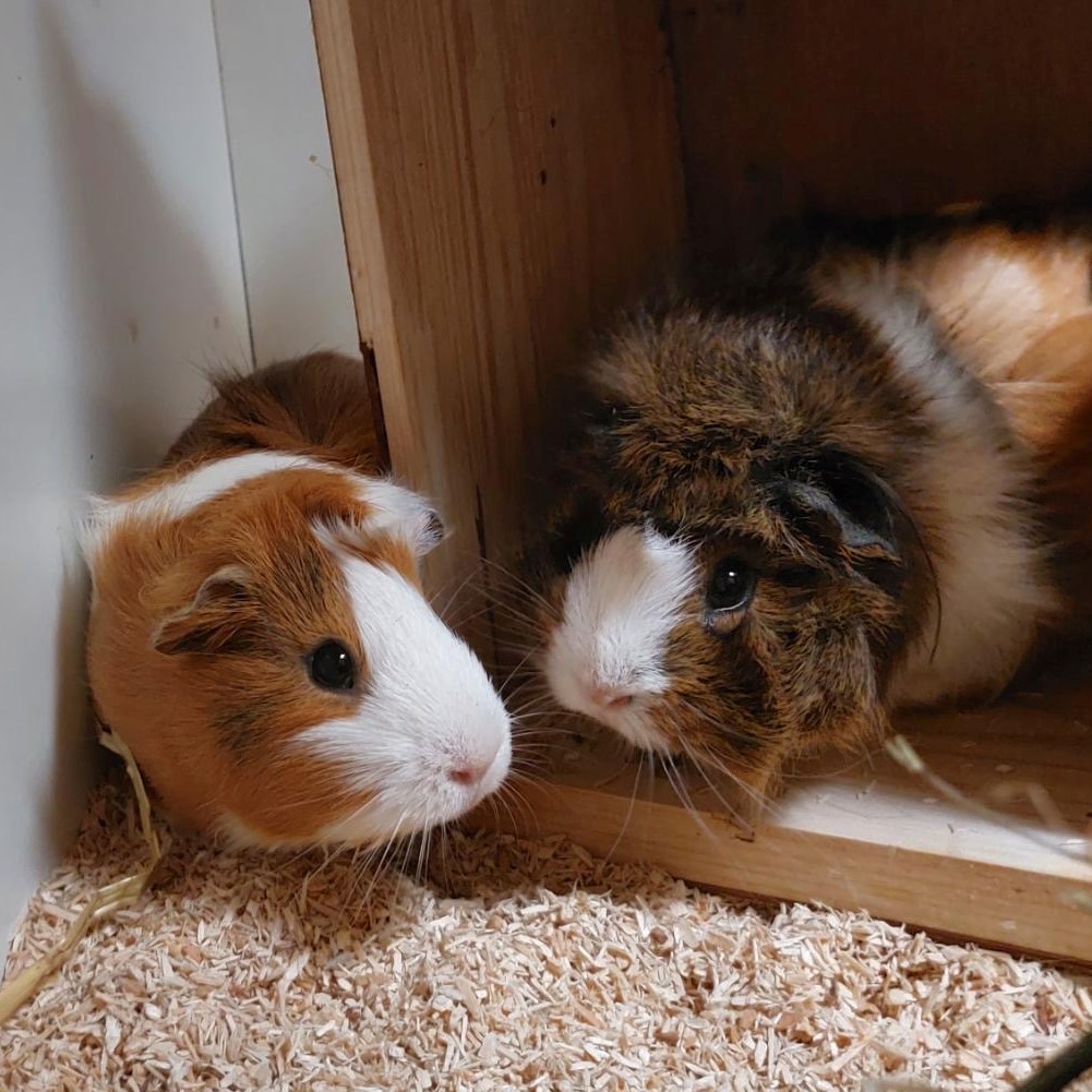Kenji & Kami