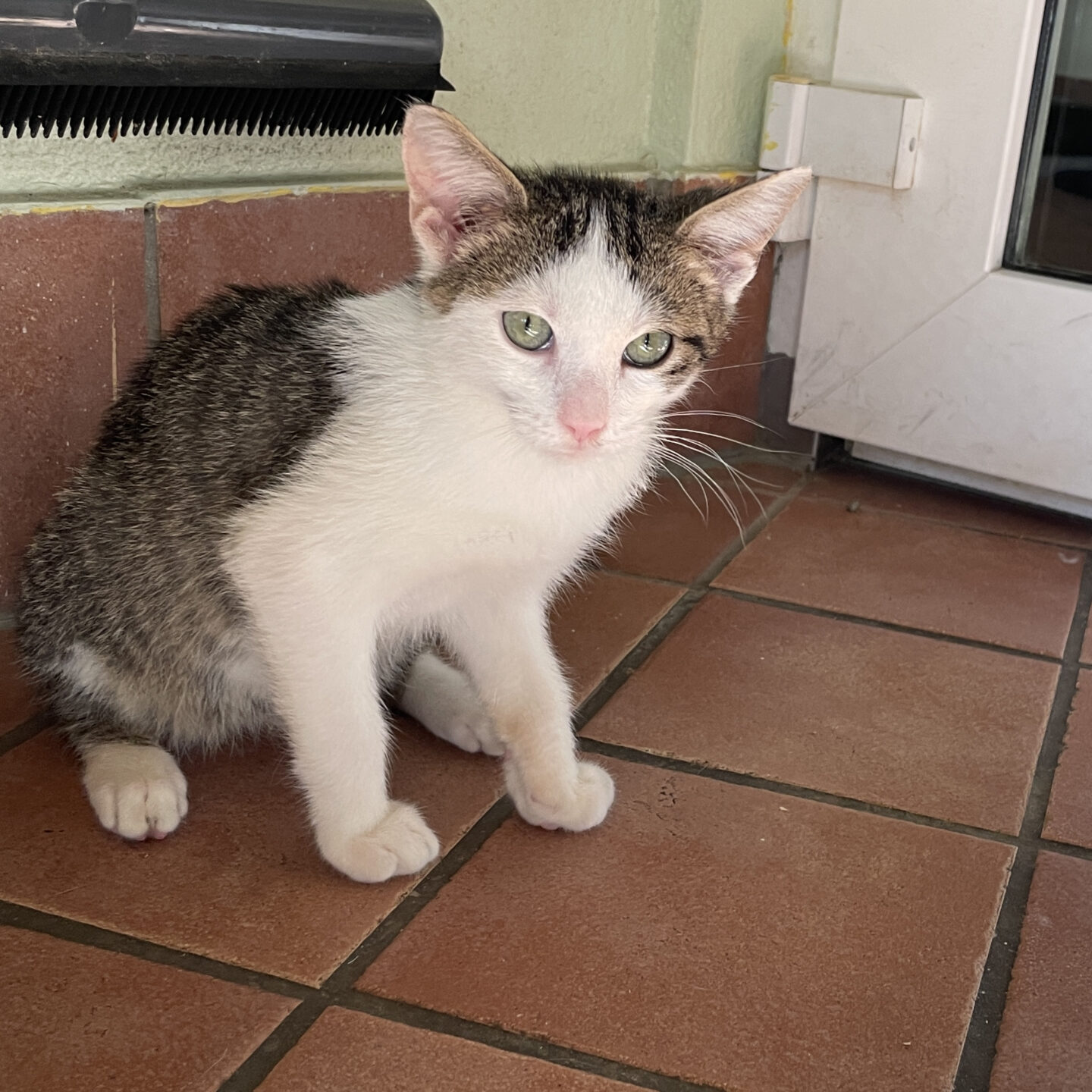 Kreacher