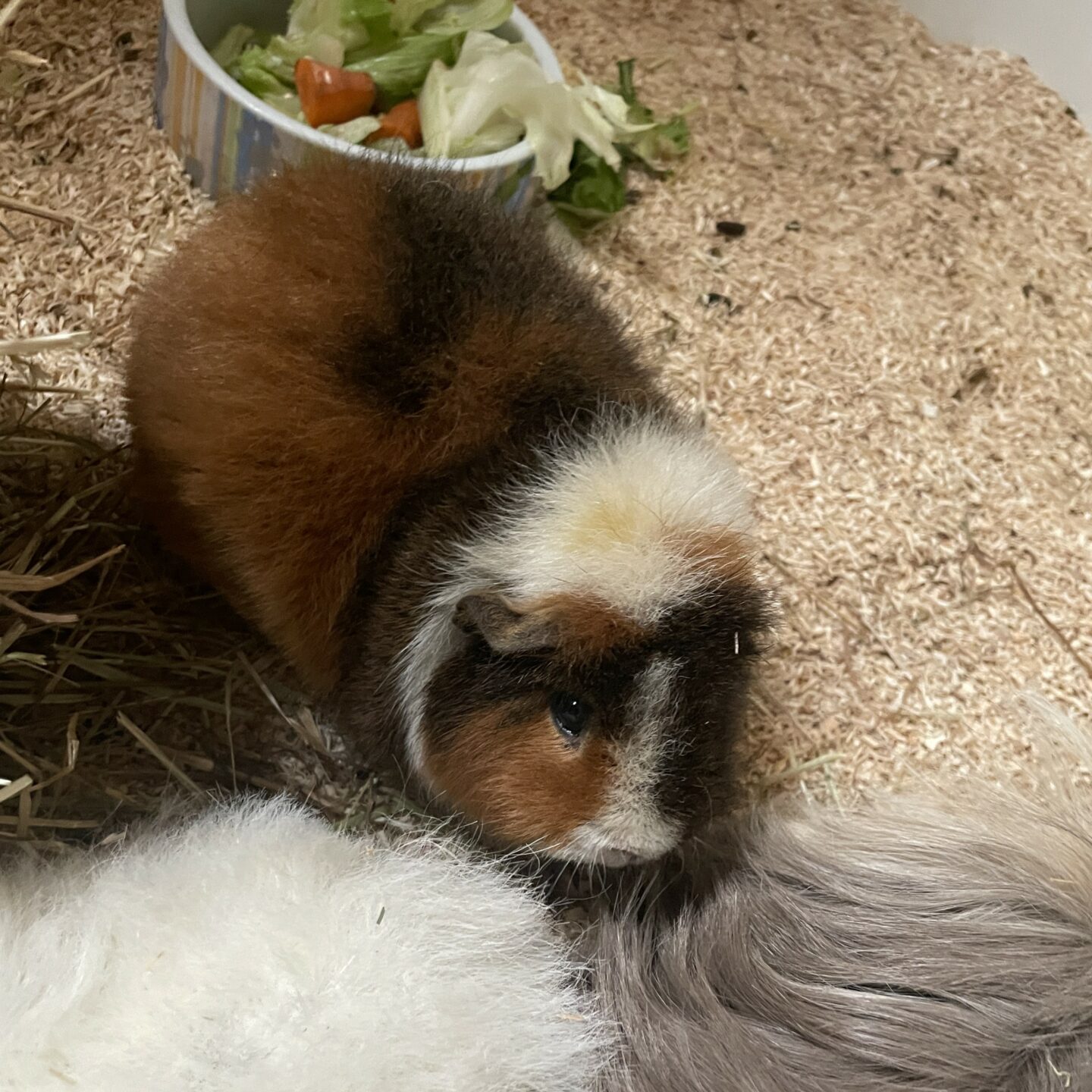 Libella