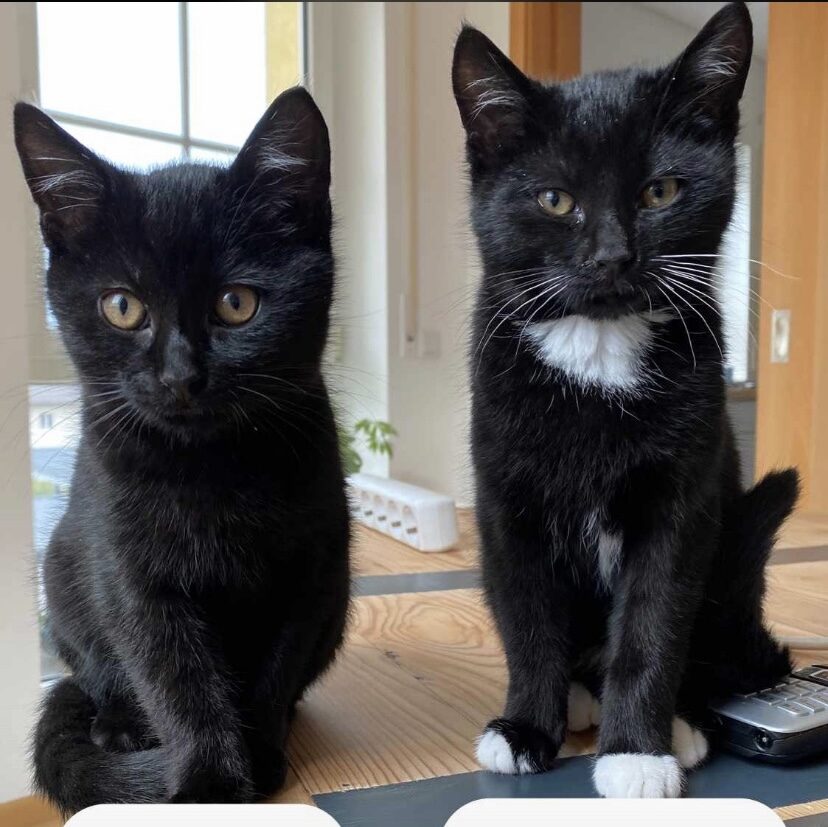 Henri & Kaspar