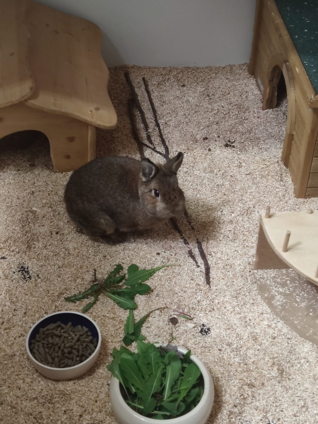 Feli