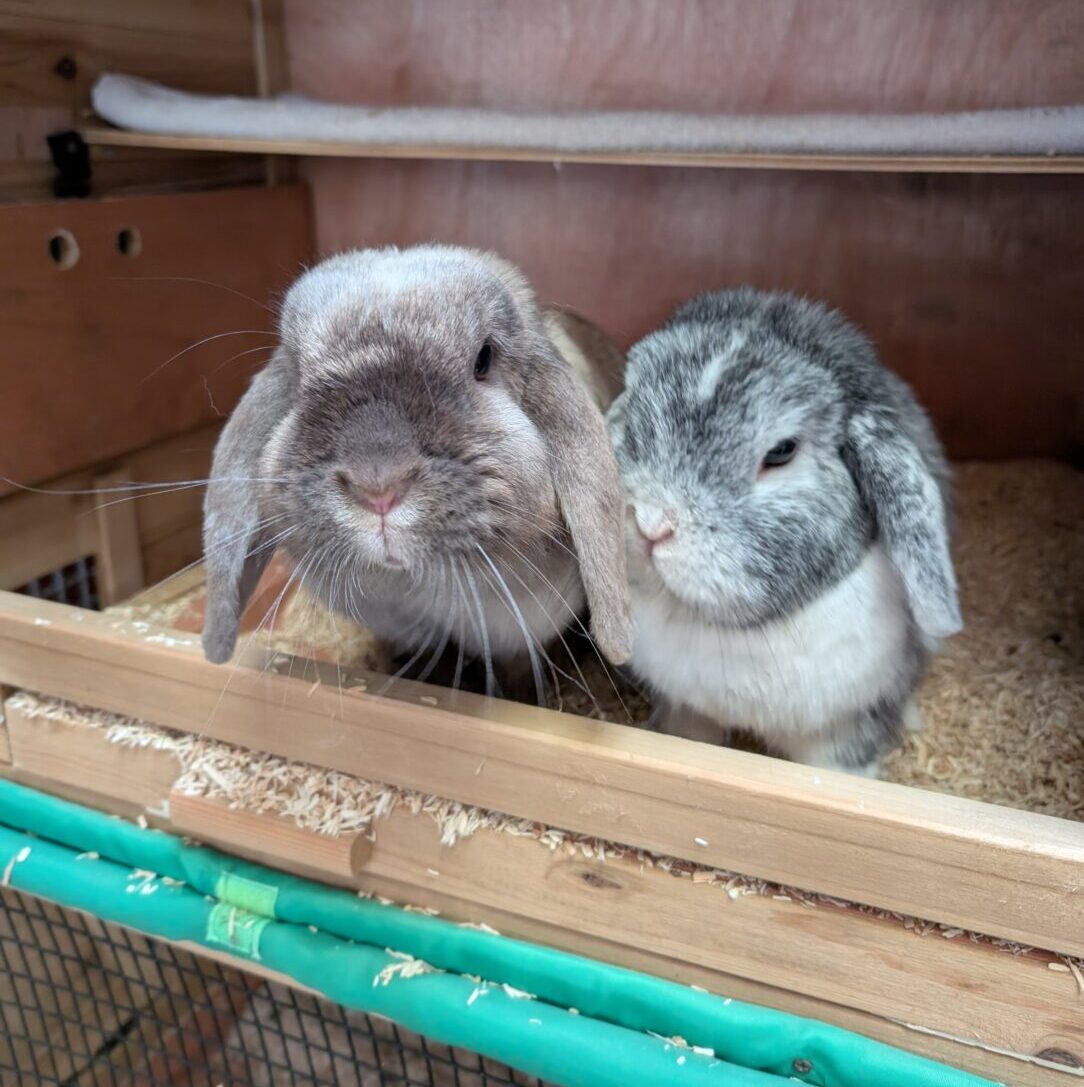 Pünktchen + Lina
