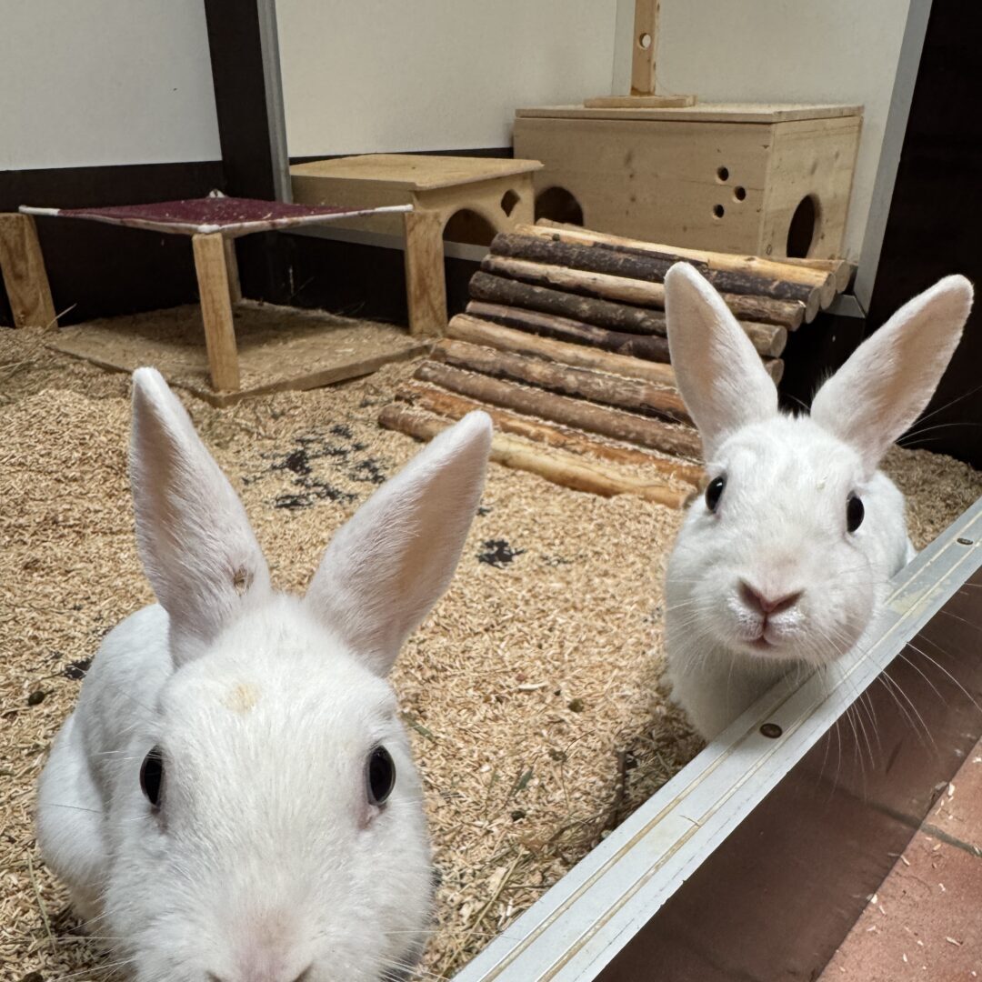 Hannes & Hannelore
