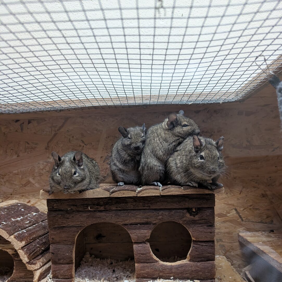 Norris, Norton, Nelson, Nolan