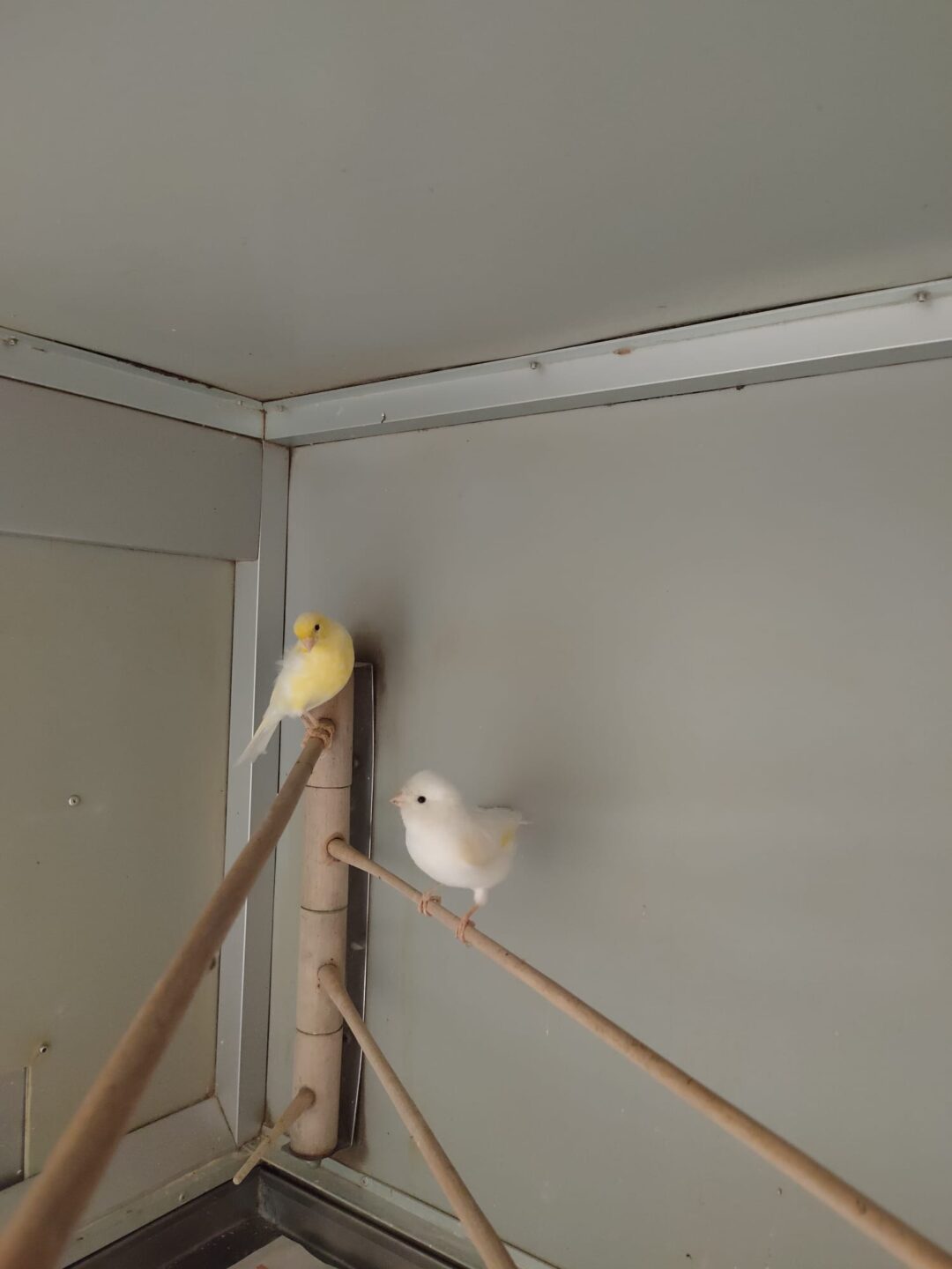 Mochi und Elli