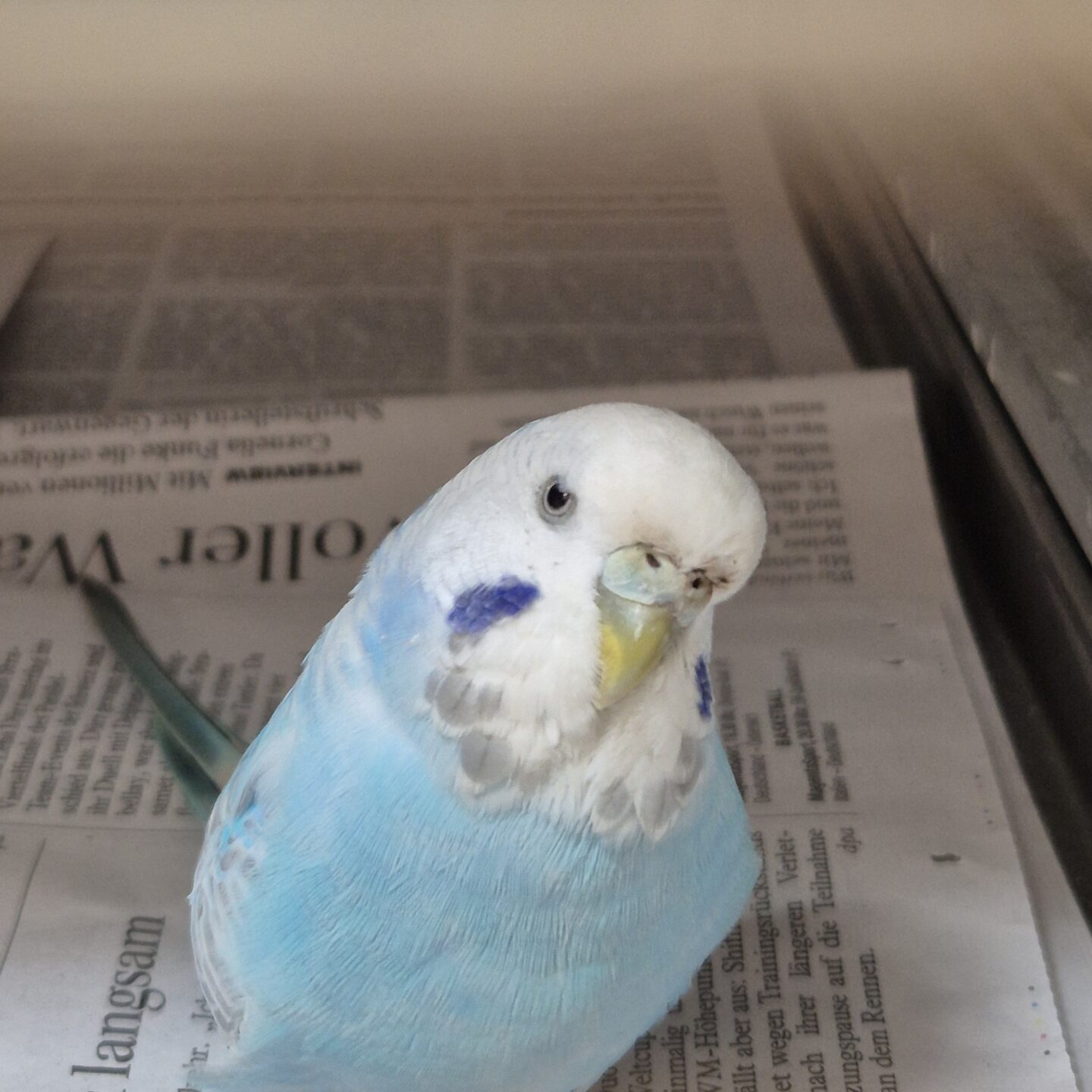 Willi