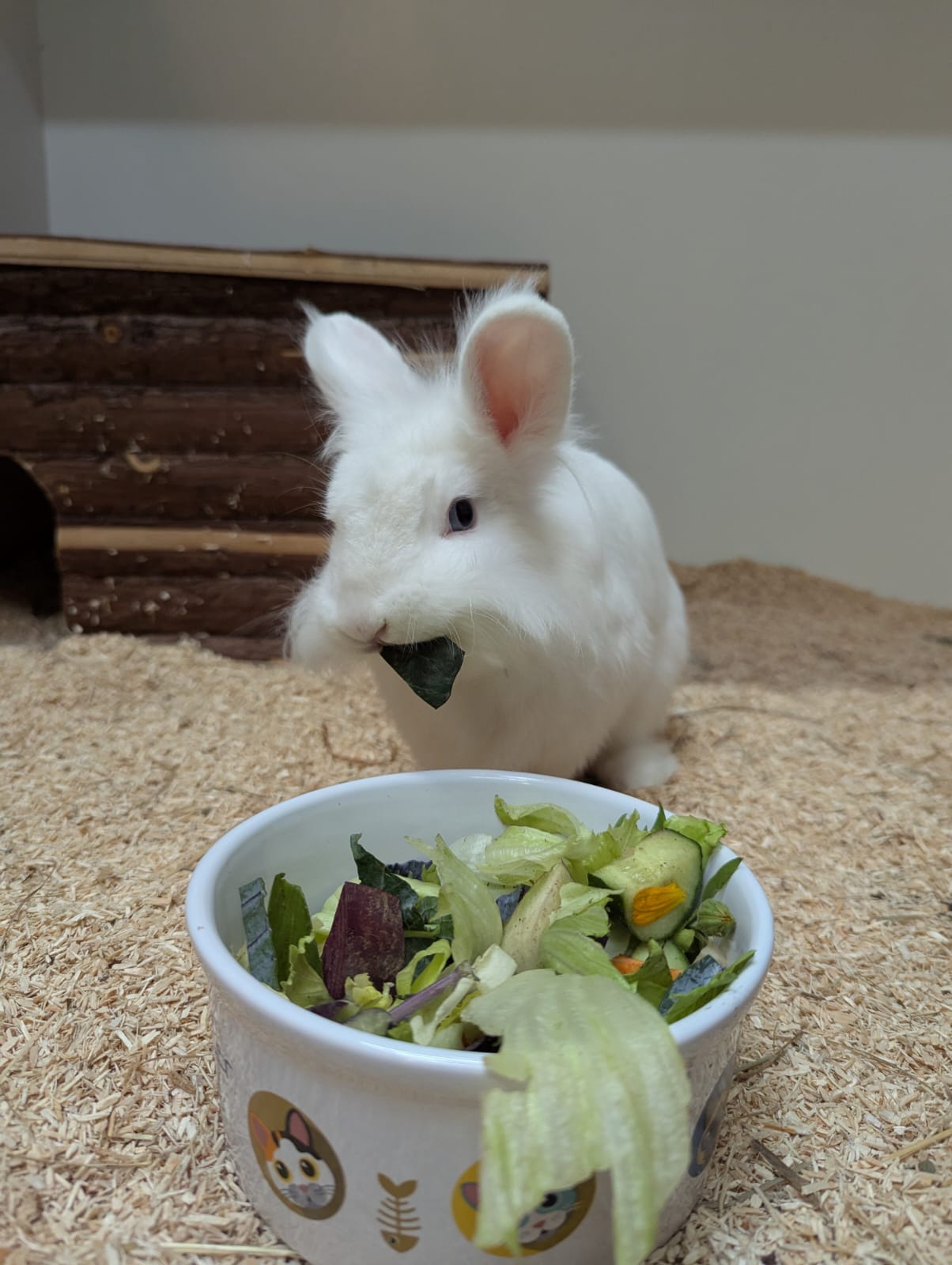 Hopsi