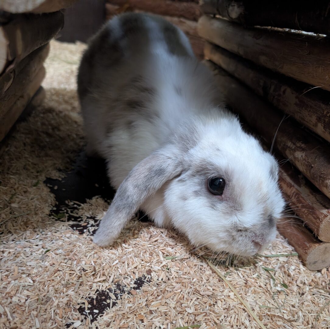 Kiki