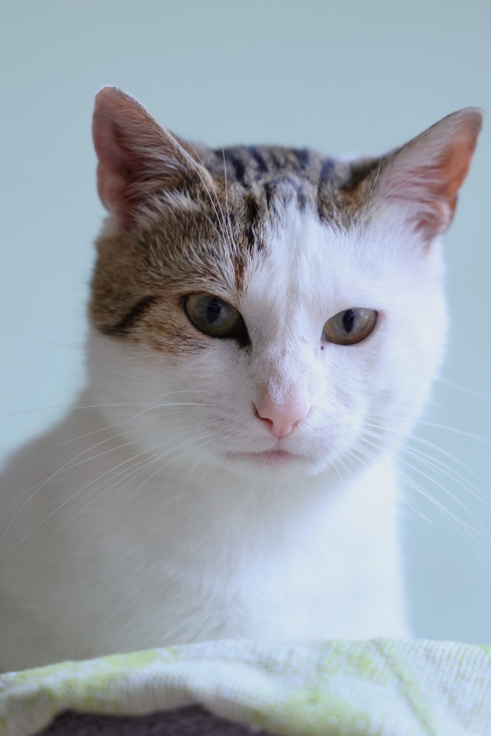 Archie