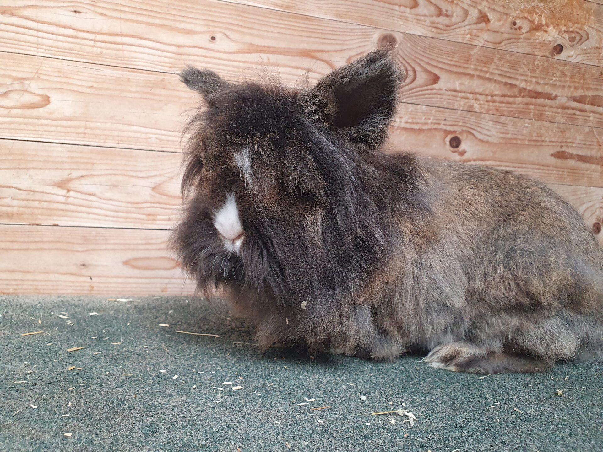 Bracki,Flocke, Siggi, Krümel, Kecksi, Lola und Felix