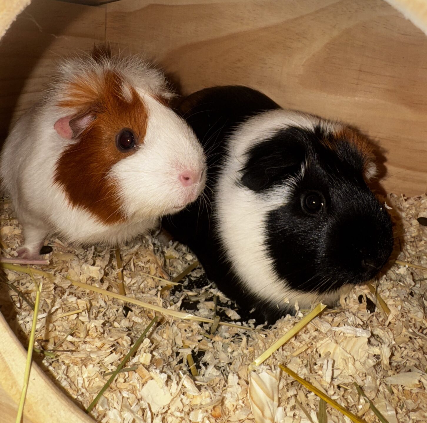 Ruby und Speedy