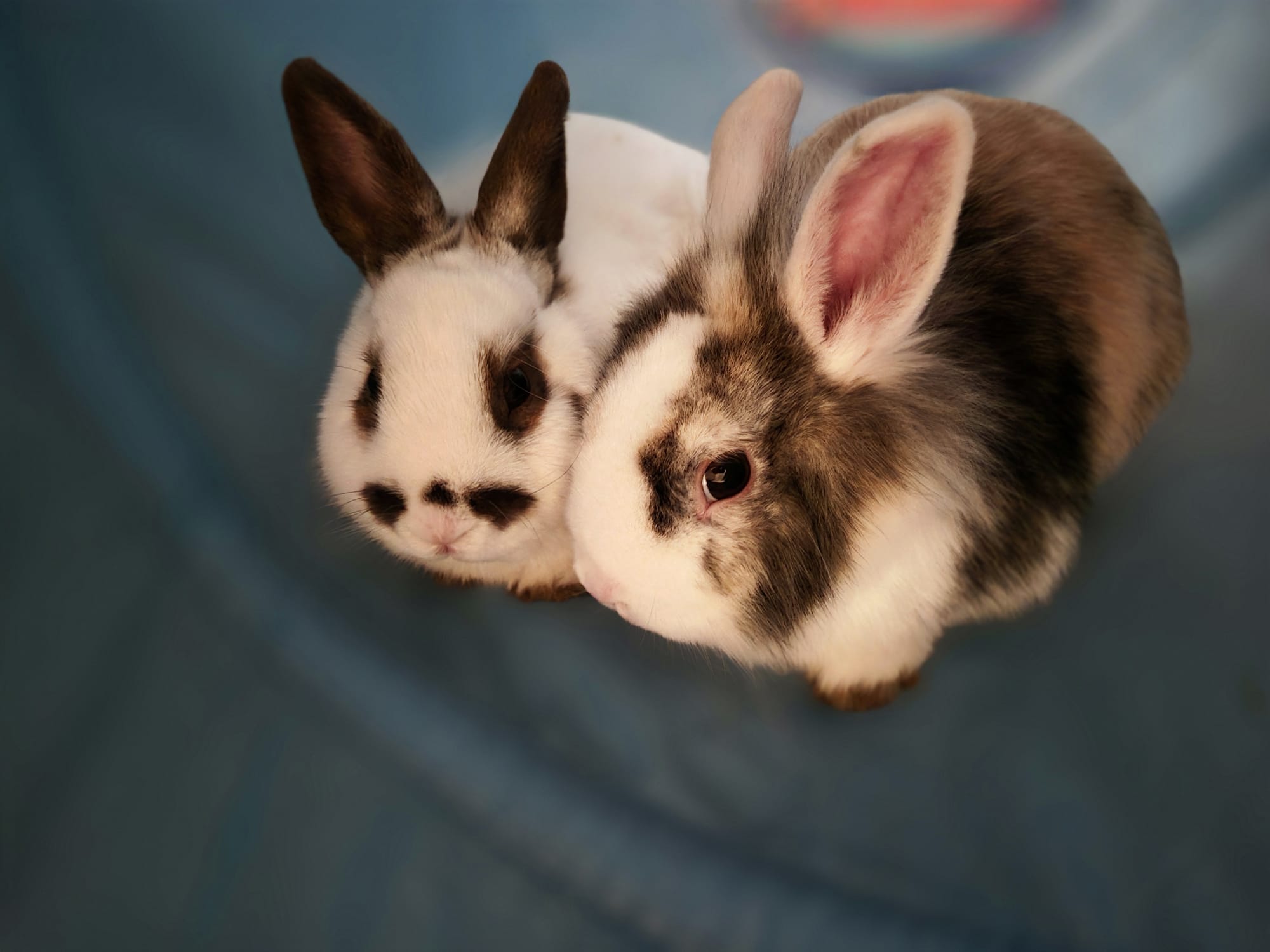 Ravioli und Tortellini