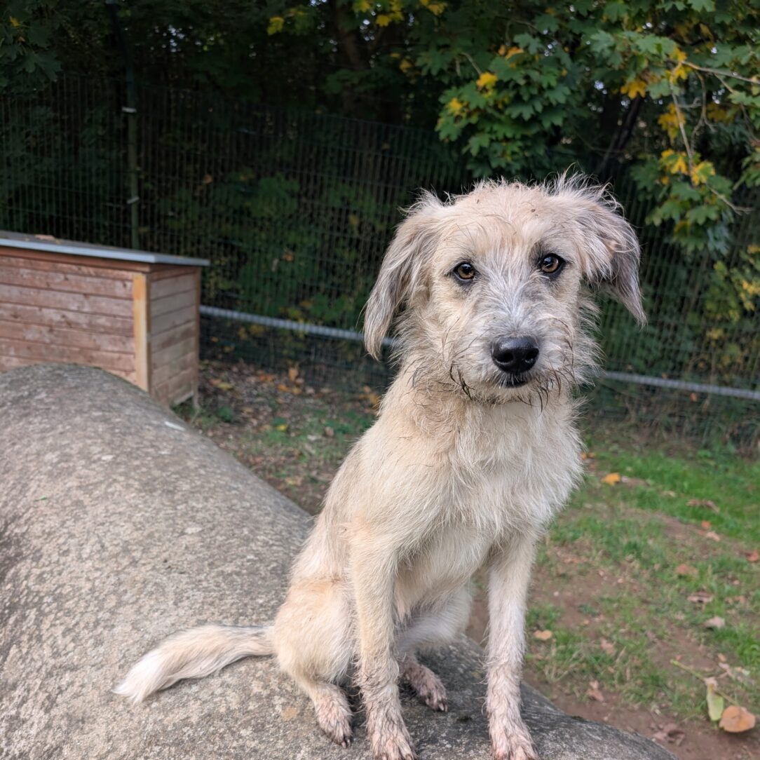 Wilma Mischling – Tierheim Berganza