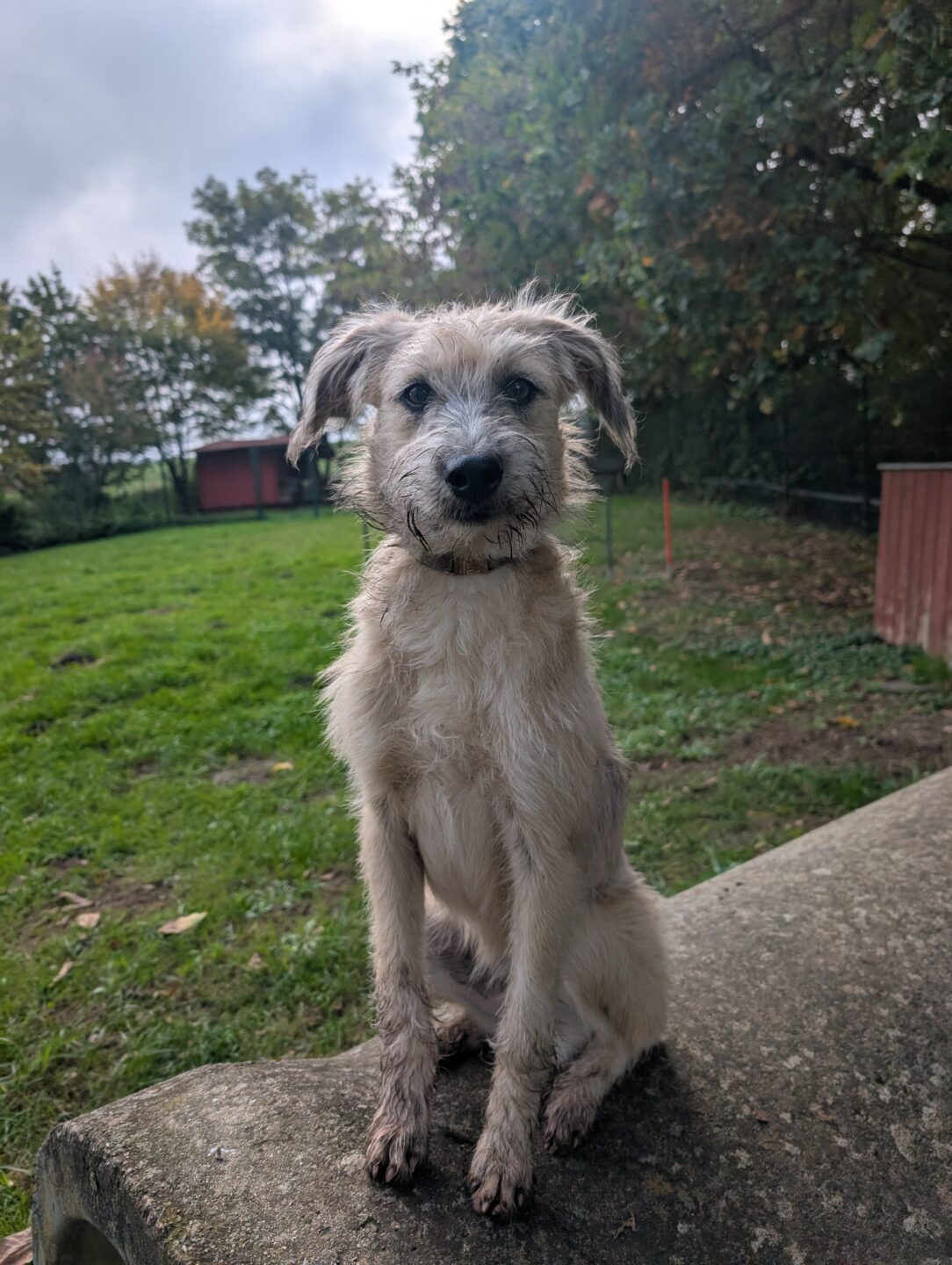 Wilma – Tierheim Berganza