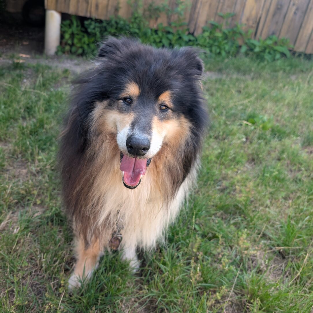 Balu