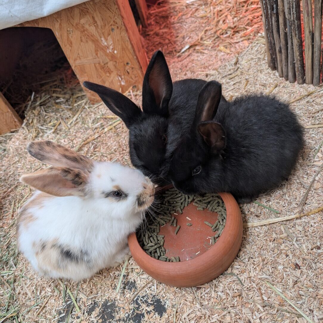 Tyler, Tasia und Tilly – Reserviert