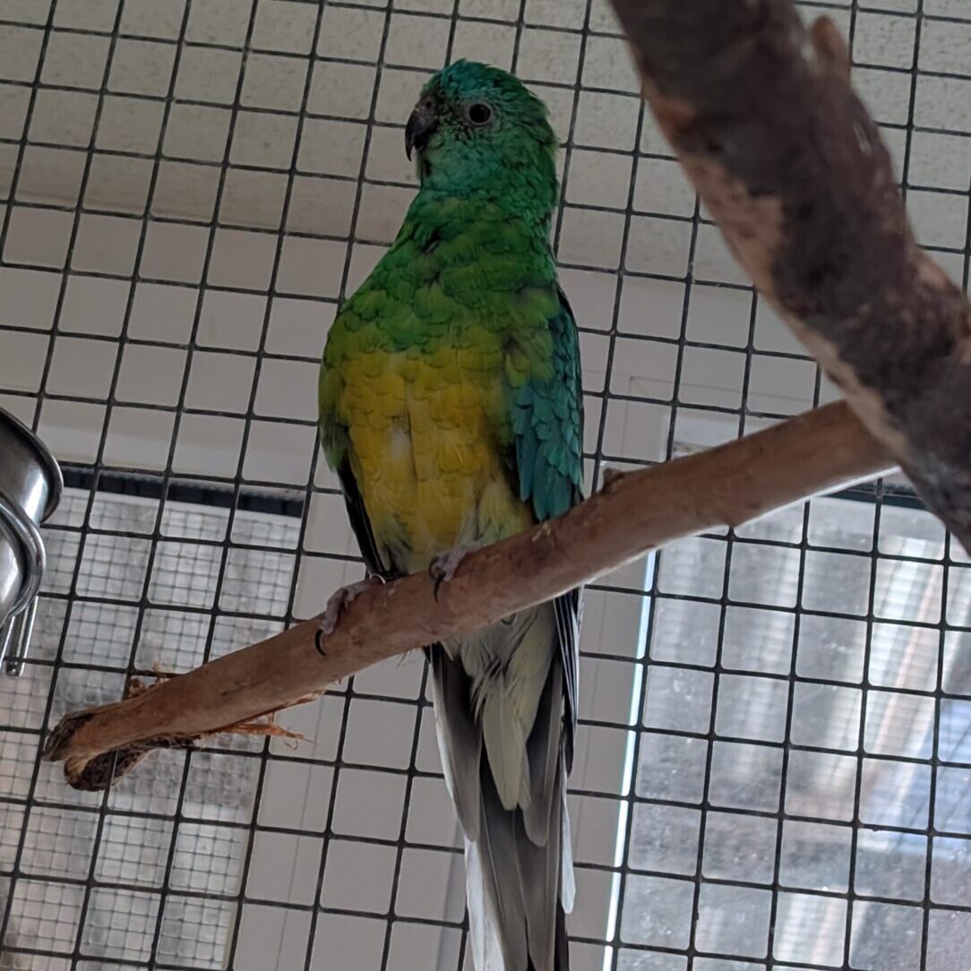 Jens