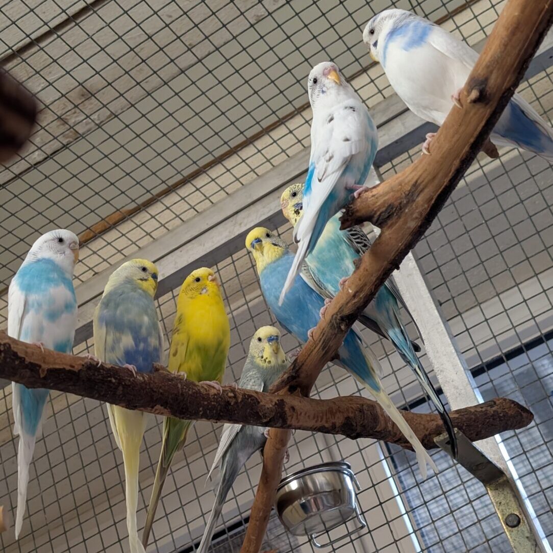 Honey+Elsa, Bine+Roxy, Grey+Pauline, Maxi+Lilo, Foxie, Paula