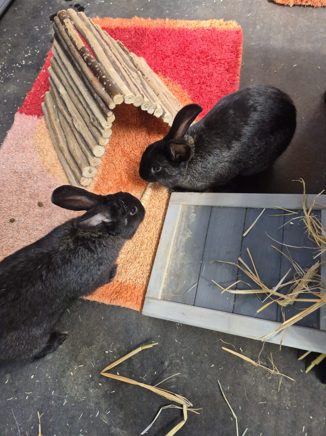 Max & Moritz
