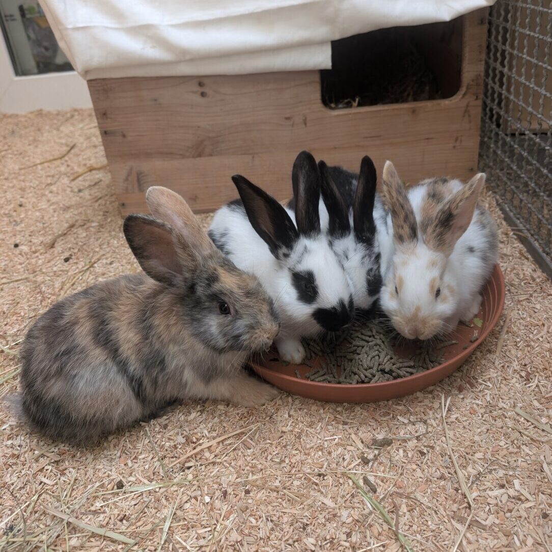 Quetschi und Quaddel