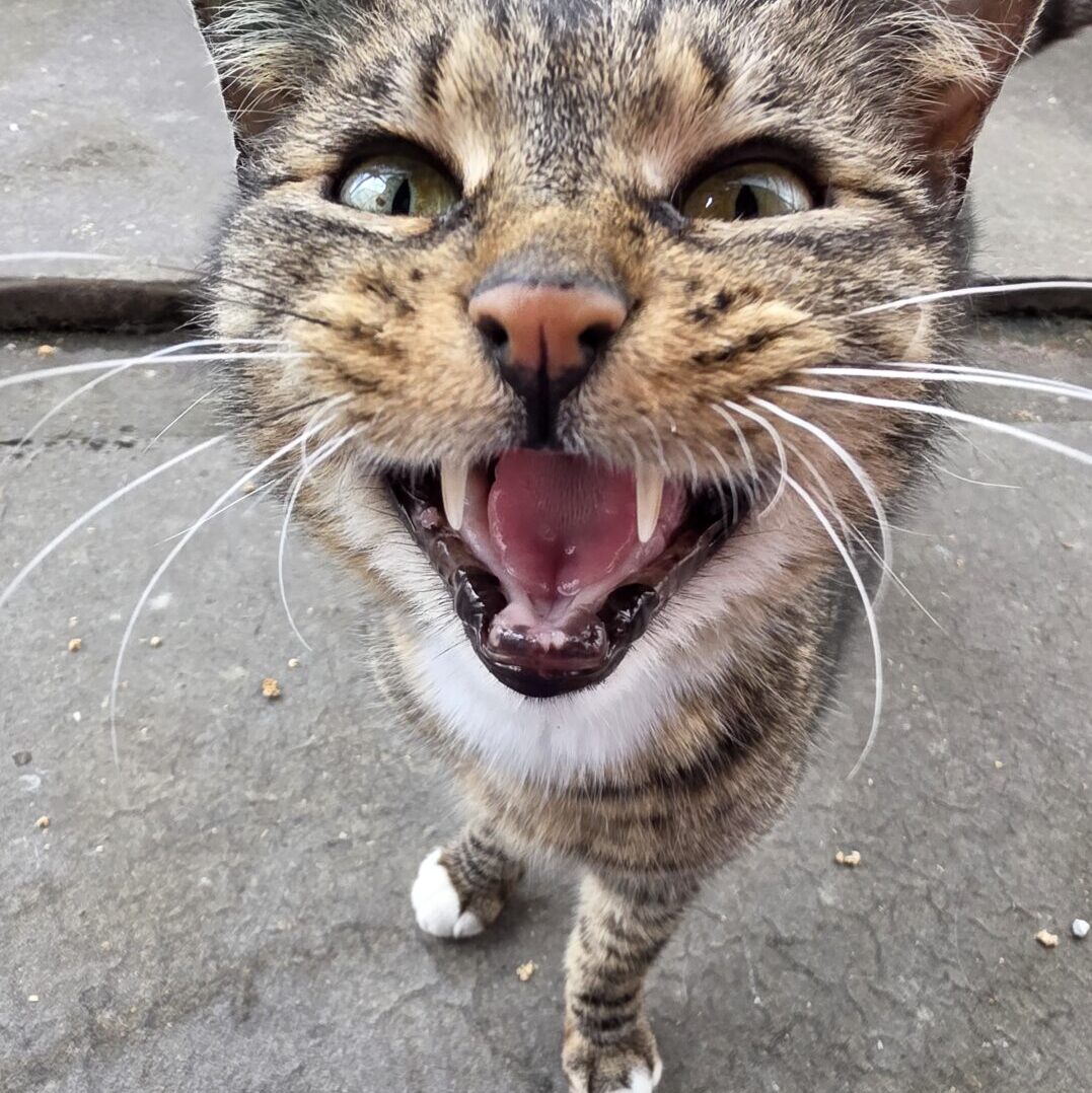 Cara