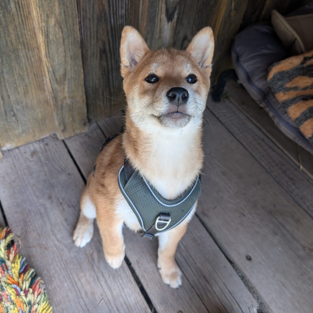 Rambo