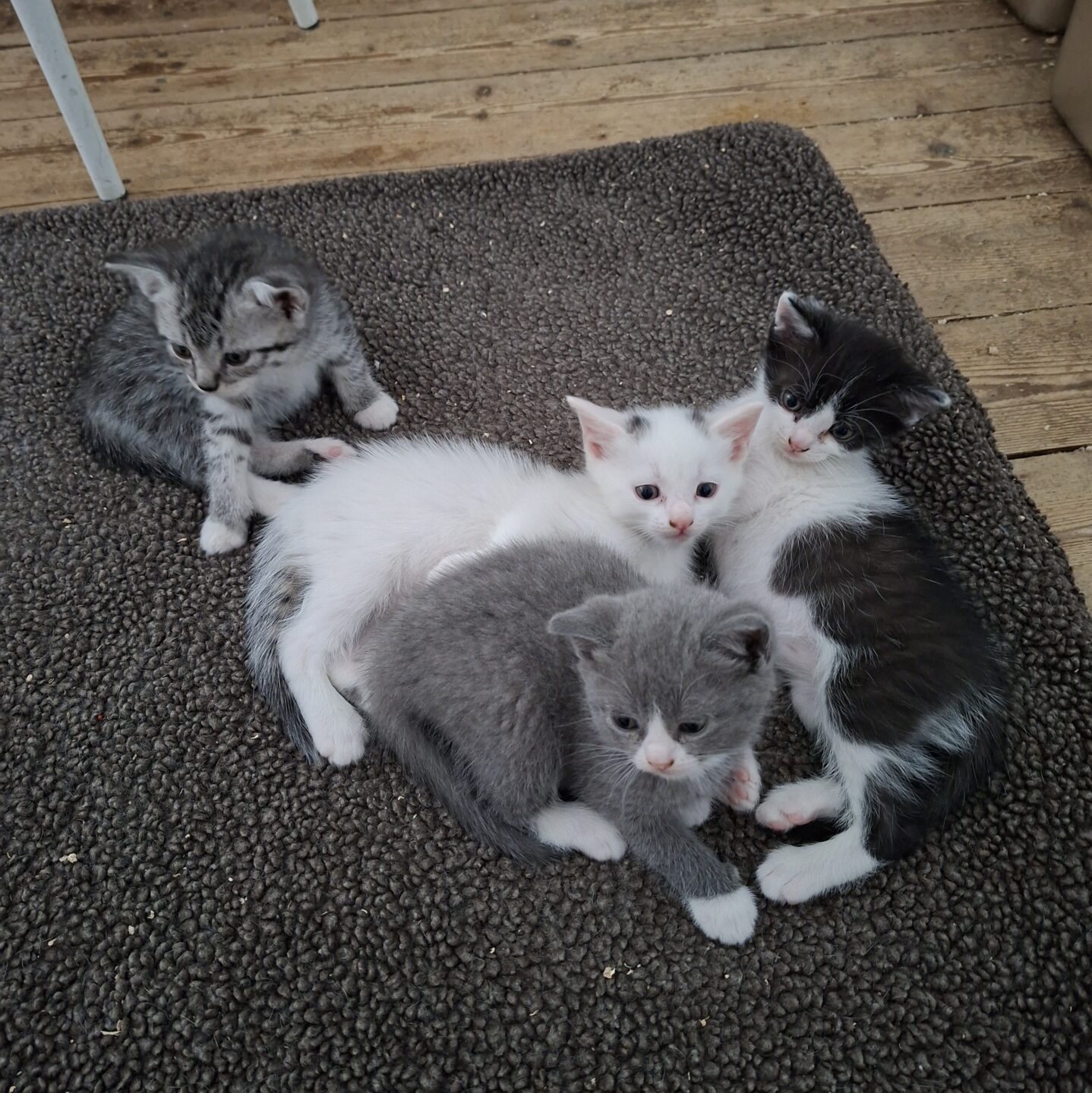 Yzma, Patcha, Kornk, Kuzco