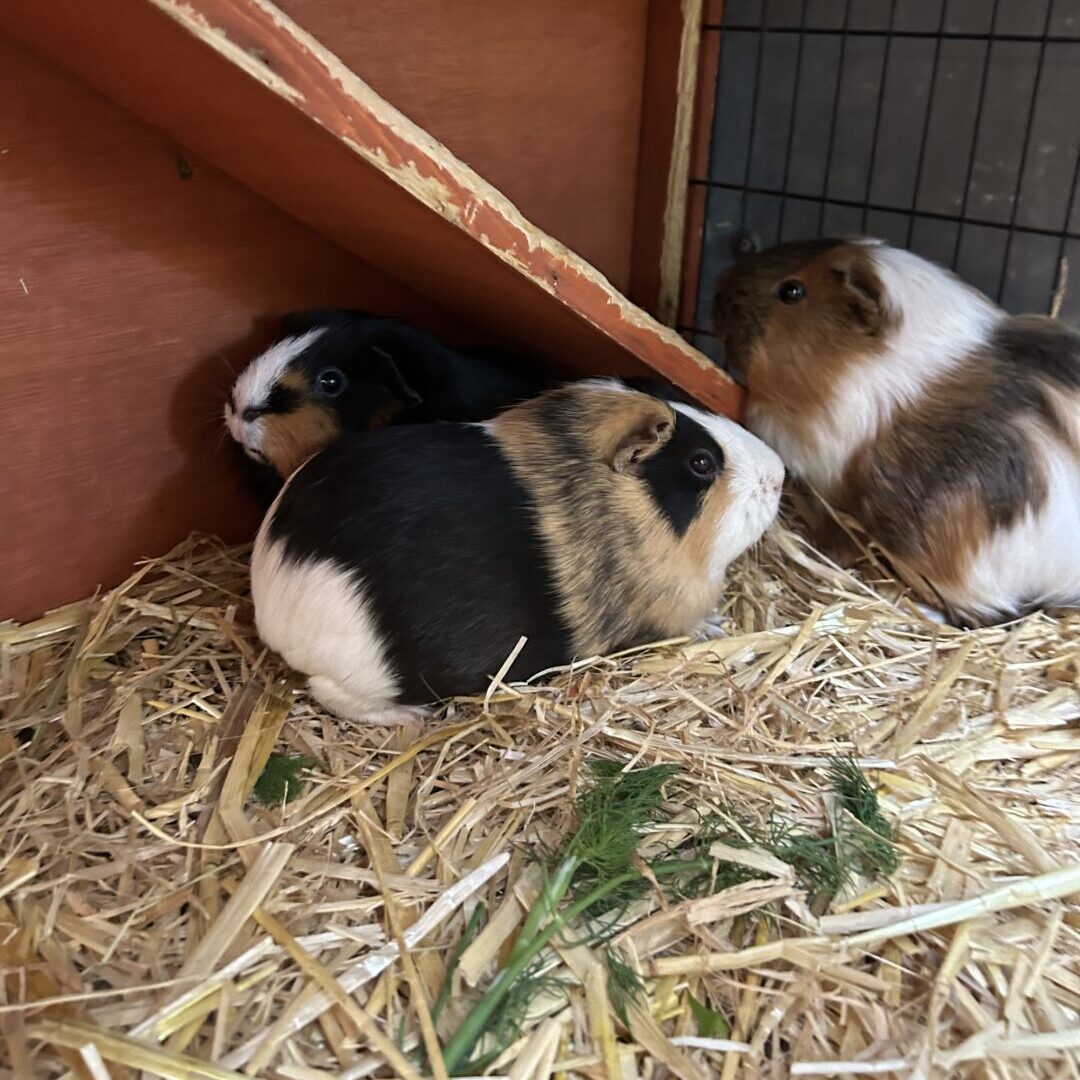 Kecksi, Krümel, Tapsi & Bommel
