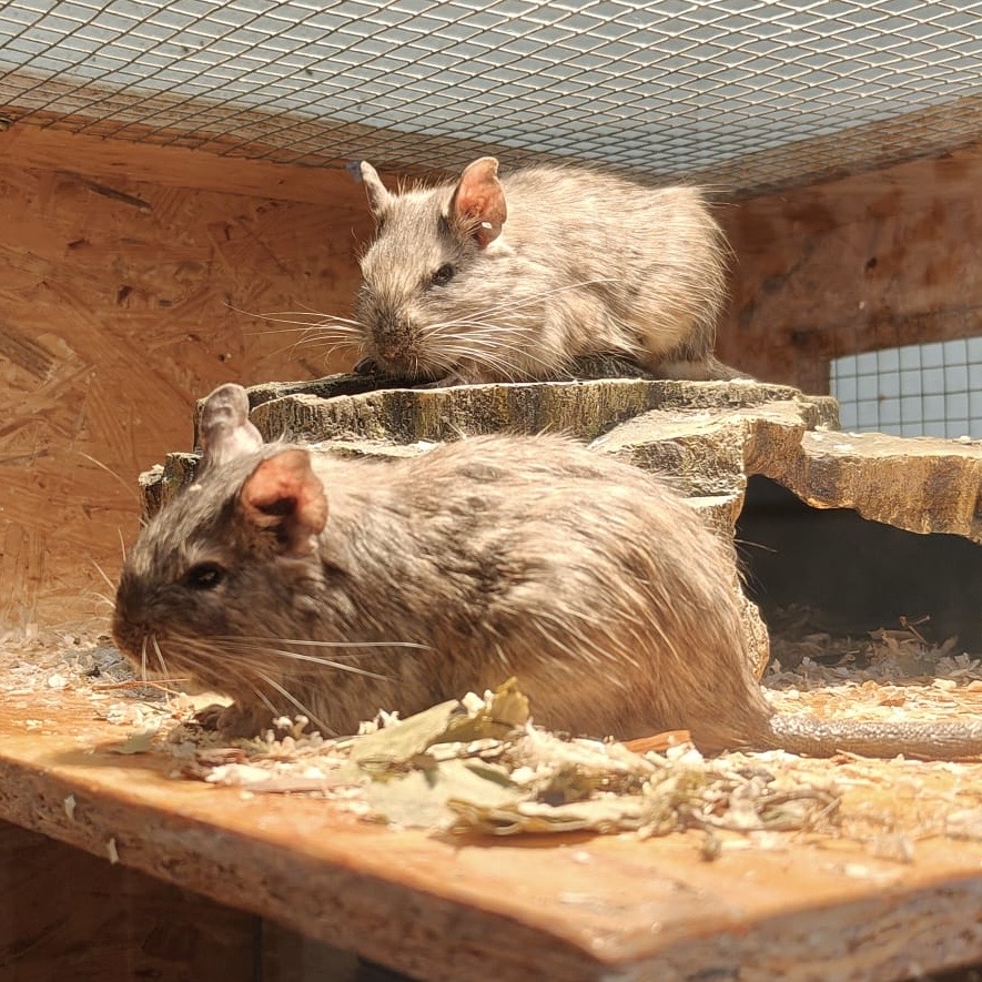 Degus: Huff, Puff, Hoot, Toot & Holler