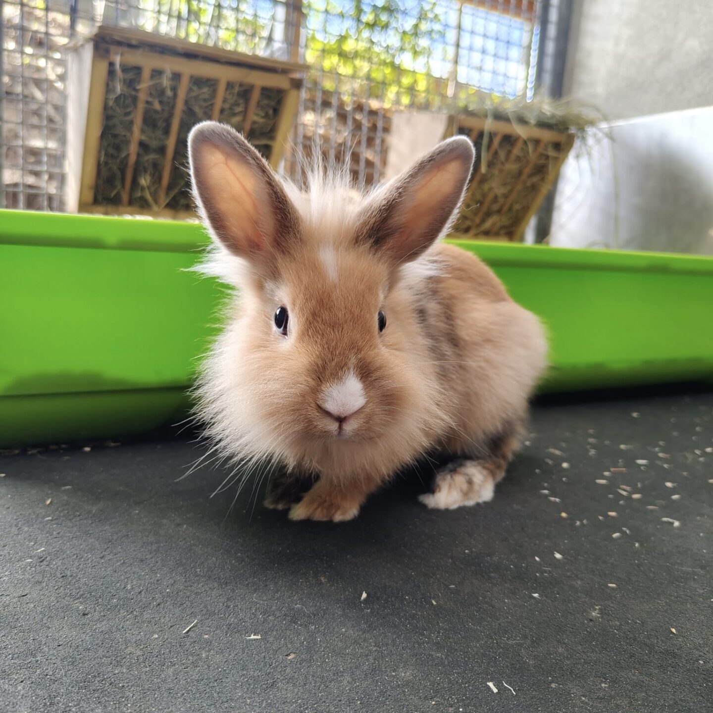 Ellie