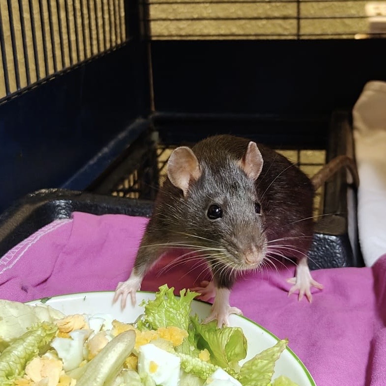 Krümel, Monty, Renate & Finka