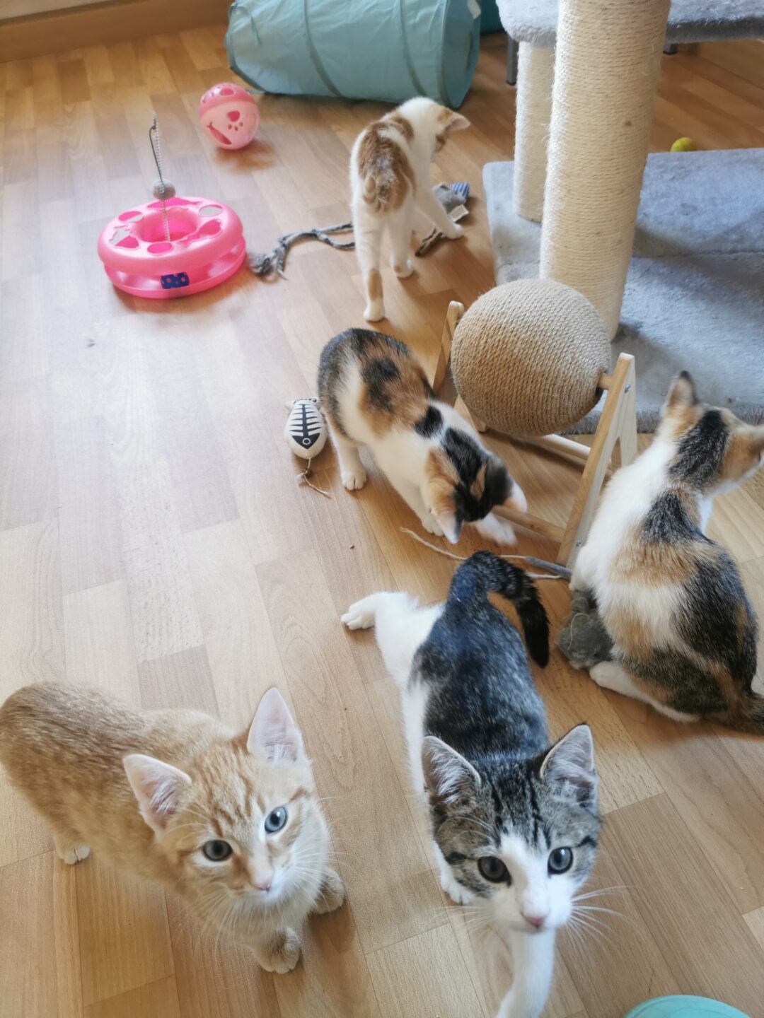 Lumina, Ivy, Noemi, Tajo, Kiano