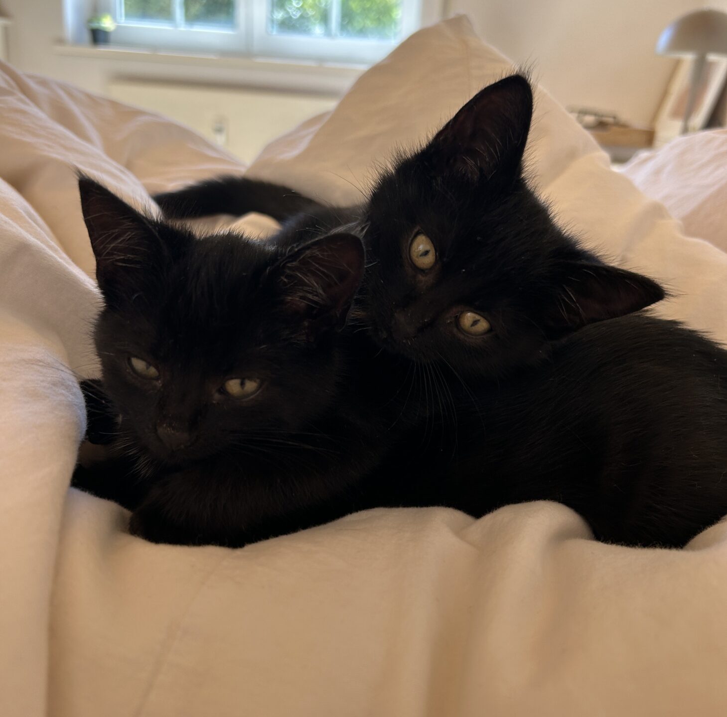 Lizzy und Luggi – Tierheim Berganza